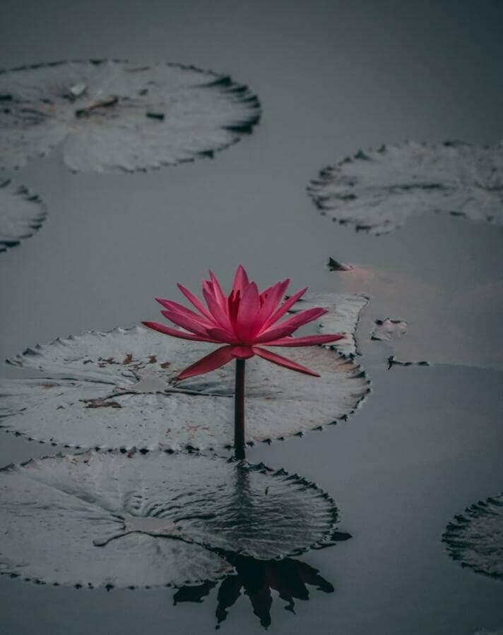 La signification de la fleur de lotus
