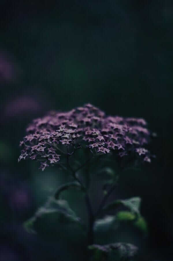 pink flower in tilt shift lens
