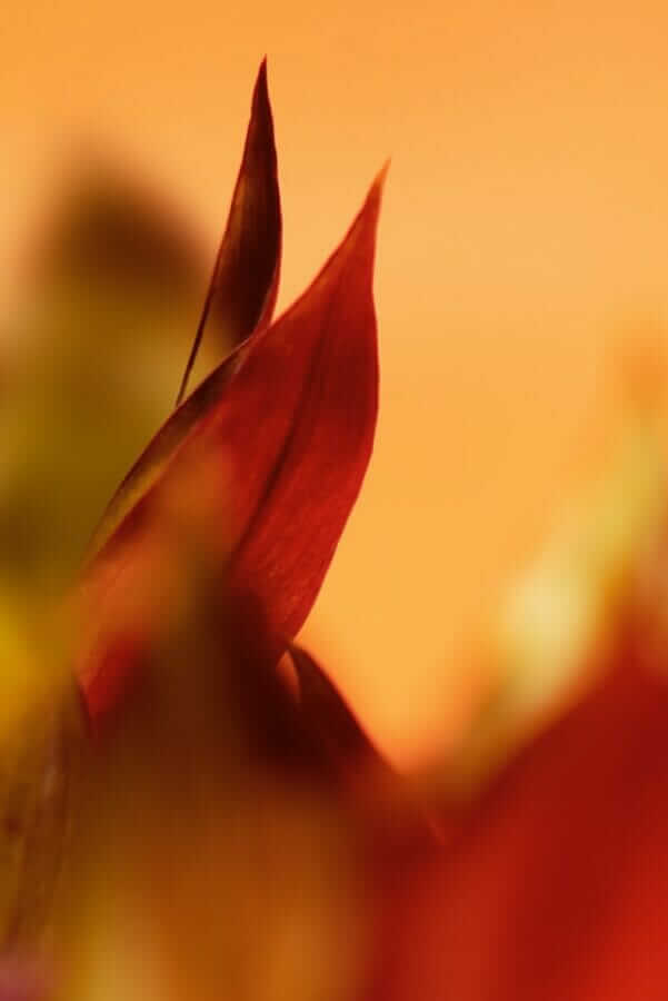 L&rsquo;acceptation aveugle