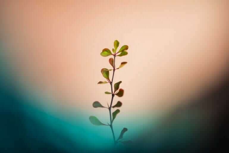 a plant with green leaves on a blurry background