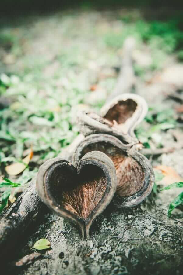 Nous ne pouvons pas vouloir l’amour et vivre dans la haine selective focus photography of brown fruit