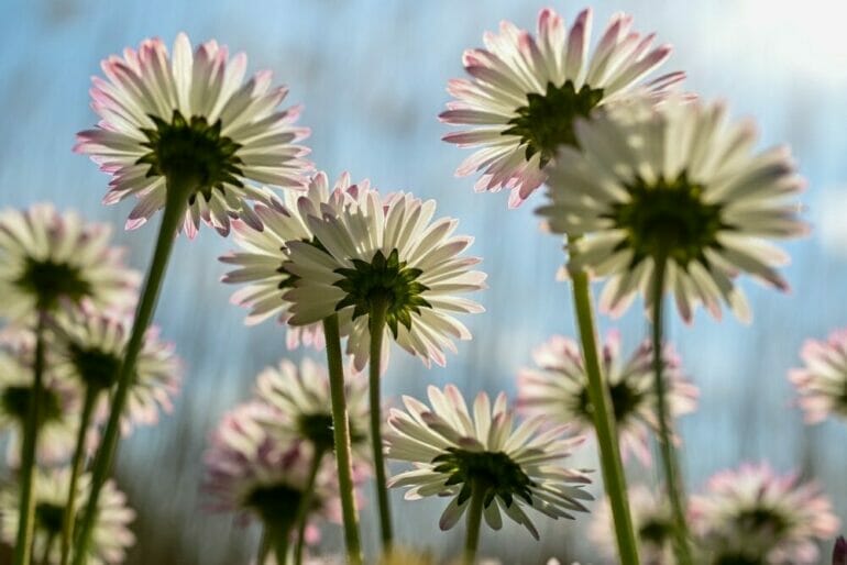 flowers, daisy, petals