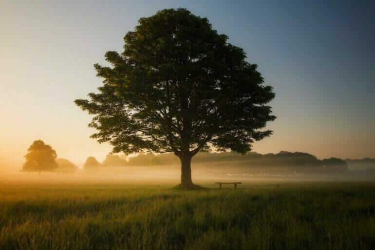 N'attendez rien, appréciez tout green leafed tree surrounded by fog during daytime