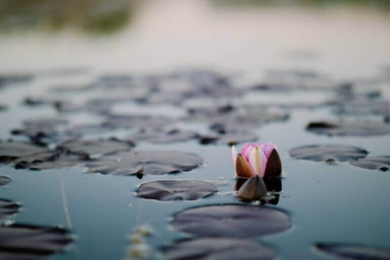 pink lotus flowers on pond