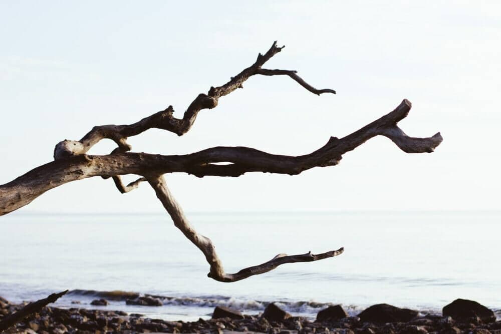close up photography of driftwood near sea