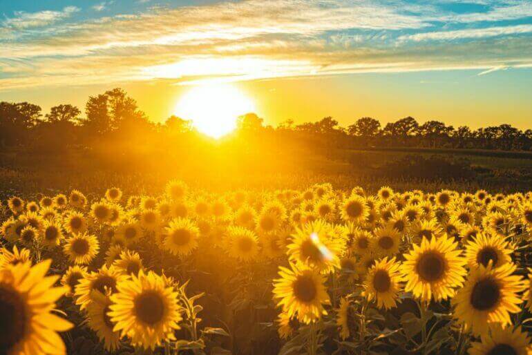 Cherchez la joie dans les recoins les plus inattendus sunflower field under blue sky during sunset