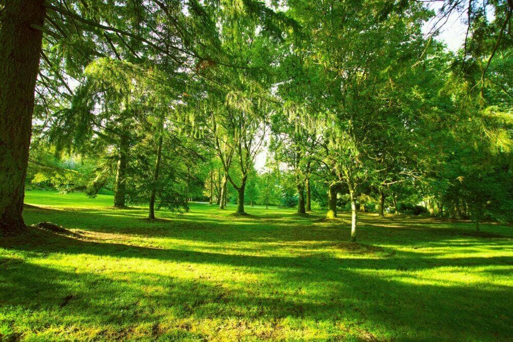 a grassy field surrounded by trees and grass