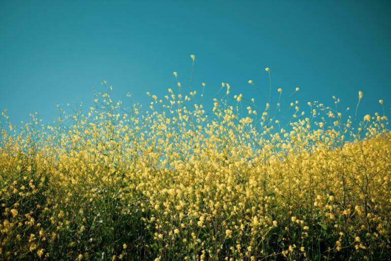 Libérez-vous du Cycle de la Souffrance : Stratégies de Pleine Conscience pour un Nouvel Épanouissement yellow petaled flowers
