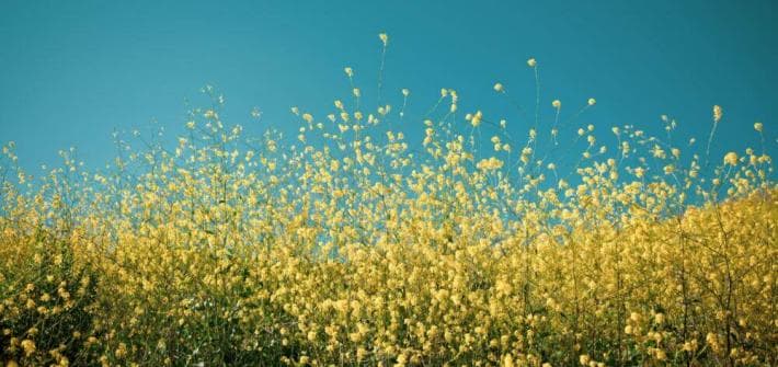 Éclairés par la Pleine Conscience : Comment Apprivoiser Notre Corps au-delà des Dictats Alimentaires yellow petaled flowers