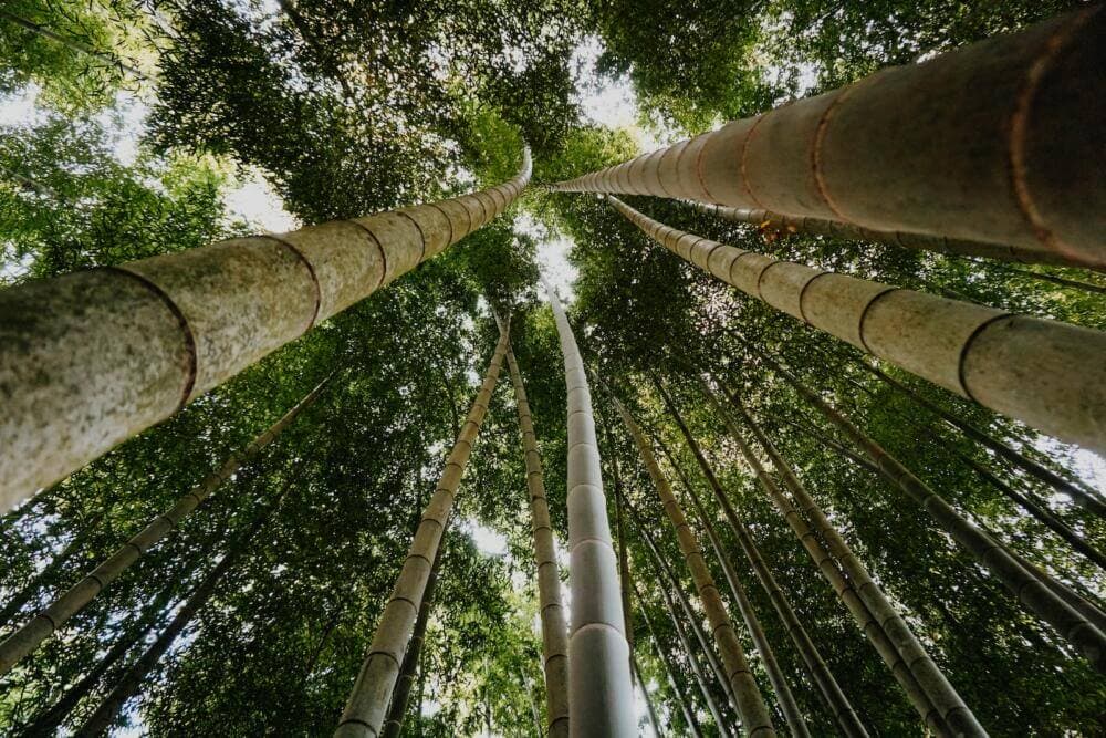 looking up at tall bamboo trees in a forest