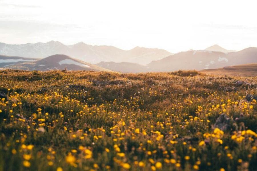 yellow flower field near mountains during daytime