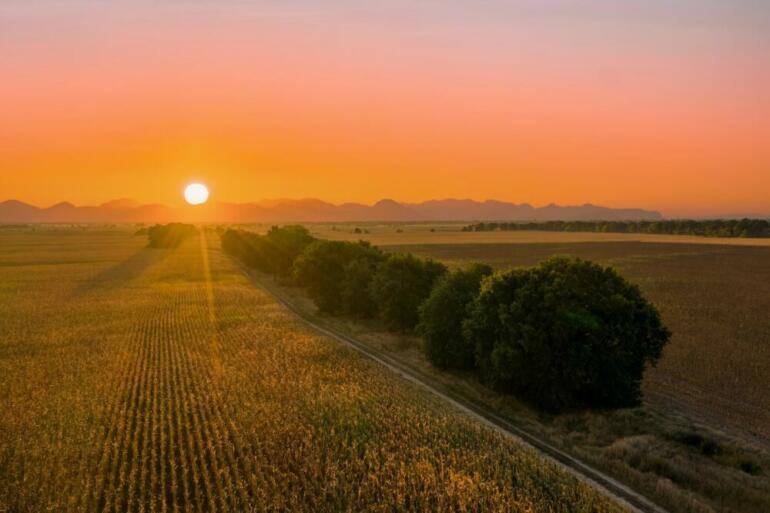 green trees and plants during sunset
