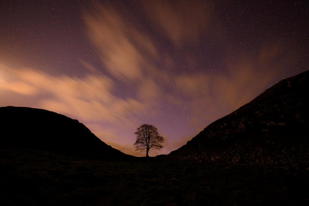 a lone tree in the middle of the night
