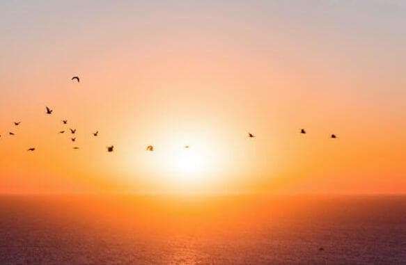 bird midair sunser and ocean scenery