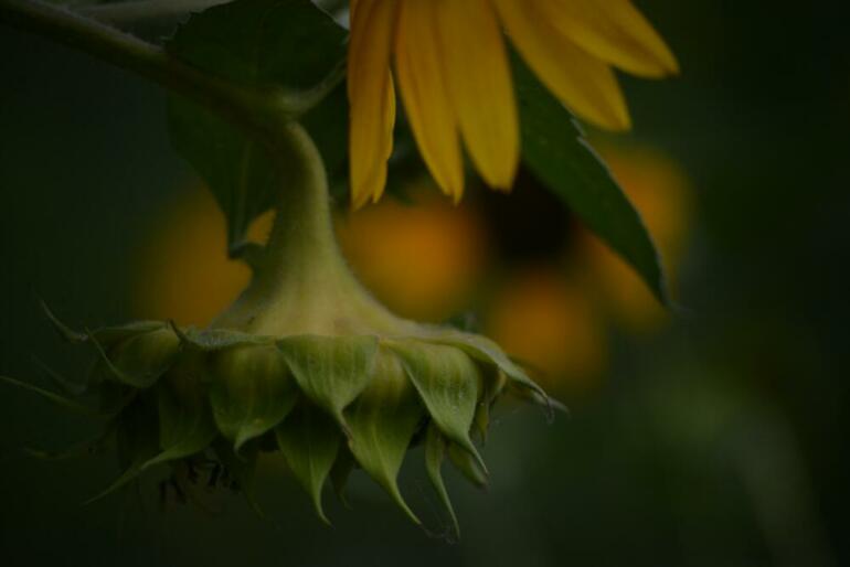 a close up of a sunflower with a blurry background