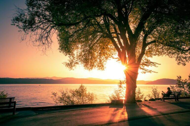 silhouette of tree near body of water during sunset