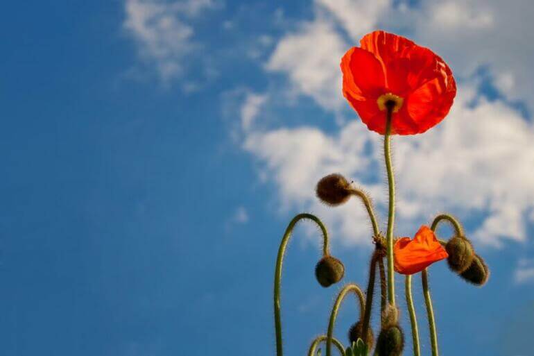 poppy, heaven, blue