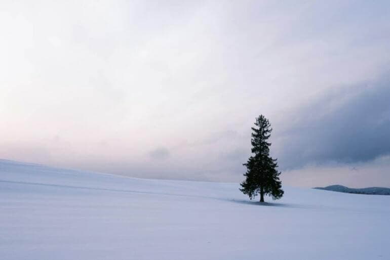 Quels Sont Les Principes Clés Pour Manifester Avec Succès Selon Neville Goddard Et La Loi De L'Assomption? a lone tree in the middle of a snowy field