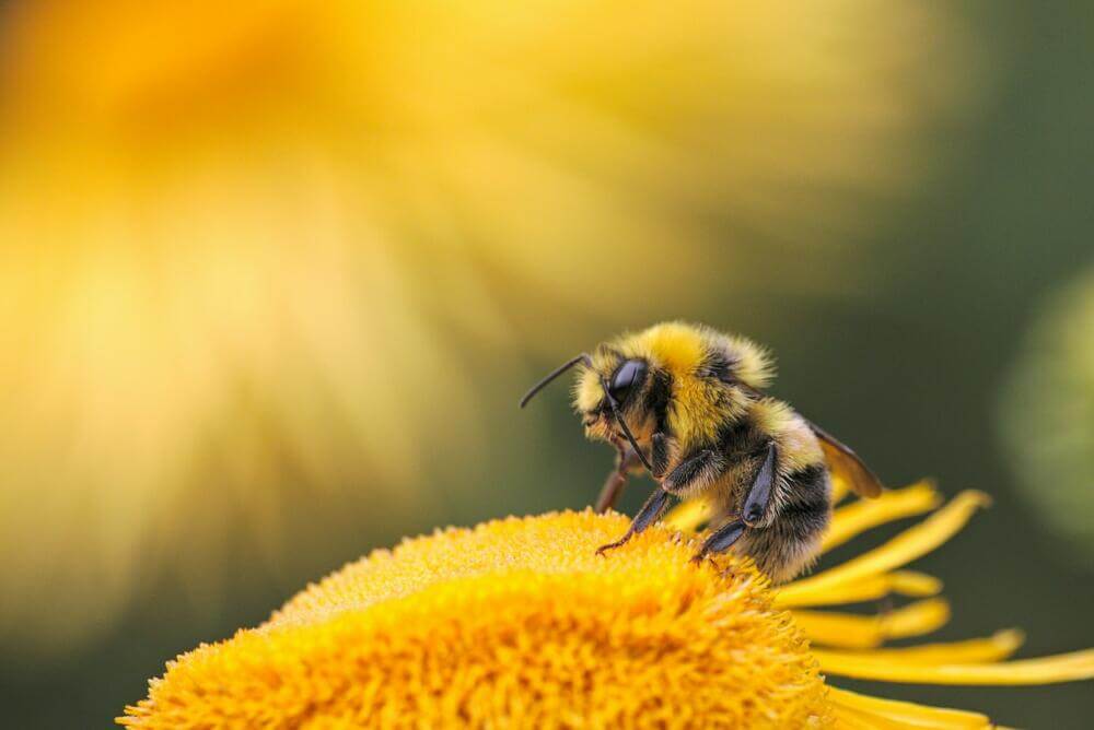 Les leçons inspirantes des abeilles