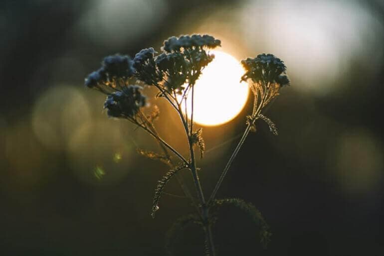 Qu'est-ce que la pleine conscience et pourquoi est-elle liée à l'acceptation ? A close up of a plant with the sun in the background