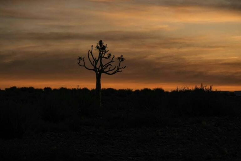 A lone tree in a field with a sunset in the background
