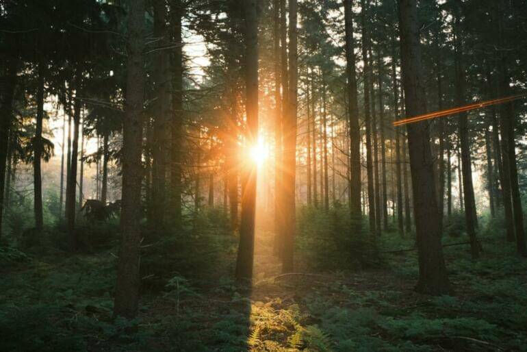 The sun is shining through the trees in the forest