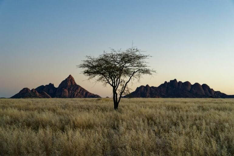 A lone tree in a field with mountains in the background