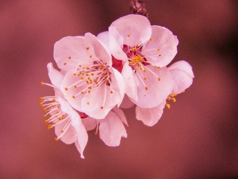 L’Impudence Effrontée en Manifestation : Ce Que C’est et Pourquoi C’est Essentiel Beautiful cherry blossoms in full bloom, highlighting delicate petals and vibrant spring colors.