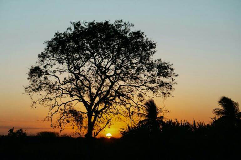 Les 5 meilleures méthodes et techniques de manifestation silhouette of tree during golden hour