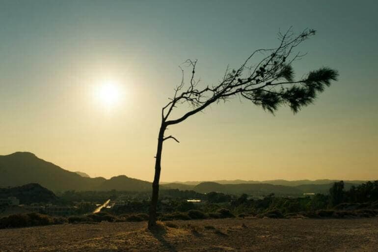 Le "Je Suis" selon Neville Goddard : Comment la Conscience Crée la Réalité leafless tree on brown field during daytime