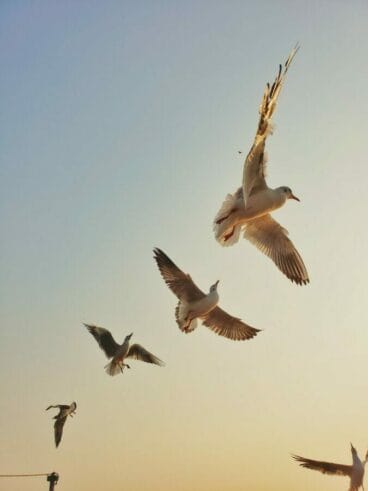 low angle photography of flock of flying gulls during daytime